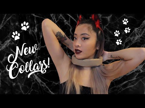 Collar Haul | Shark Royale