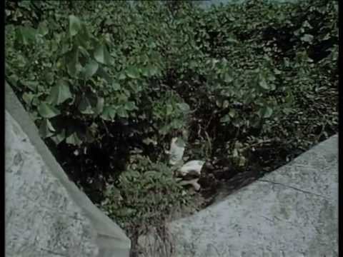 La Collection Cousteau 70/90 - Les requins de l'île au trésor (1988)