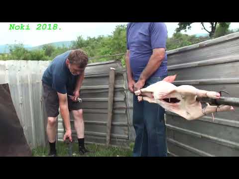 Staniša Paunović - Dragu al dn ćinjerjaca - 12.7.2018.Podgorac Petrovdan 8.