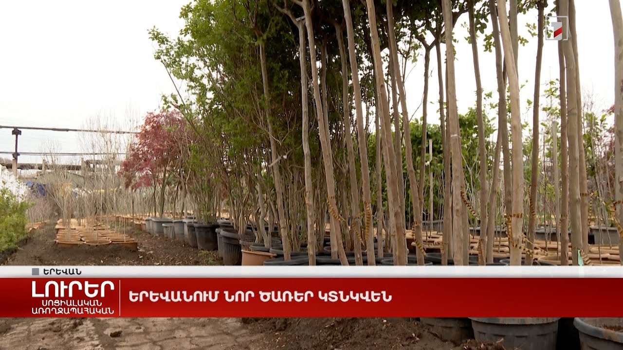 Երևանում նոր ծառեր կտնկվեն