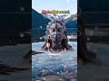 MahaShivratri​ Status MahaShivratri Whatsapp Status MahaShivratri Video 2021 March11th Shivan Song
