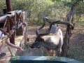 Kudu @ house