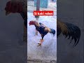 Ayam Full Brakot