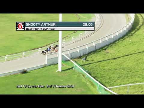 2021 BGBF PUPPY CUP - HEAT 1 - T6 SNOOTY ARTHUR
