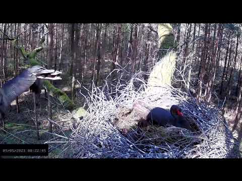 Flo przynosi 22 razy w ciągu 1godz. budulec do gniazda rekord- fragment. 09.05.21 RDLP w Łodzi