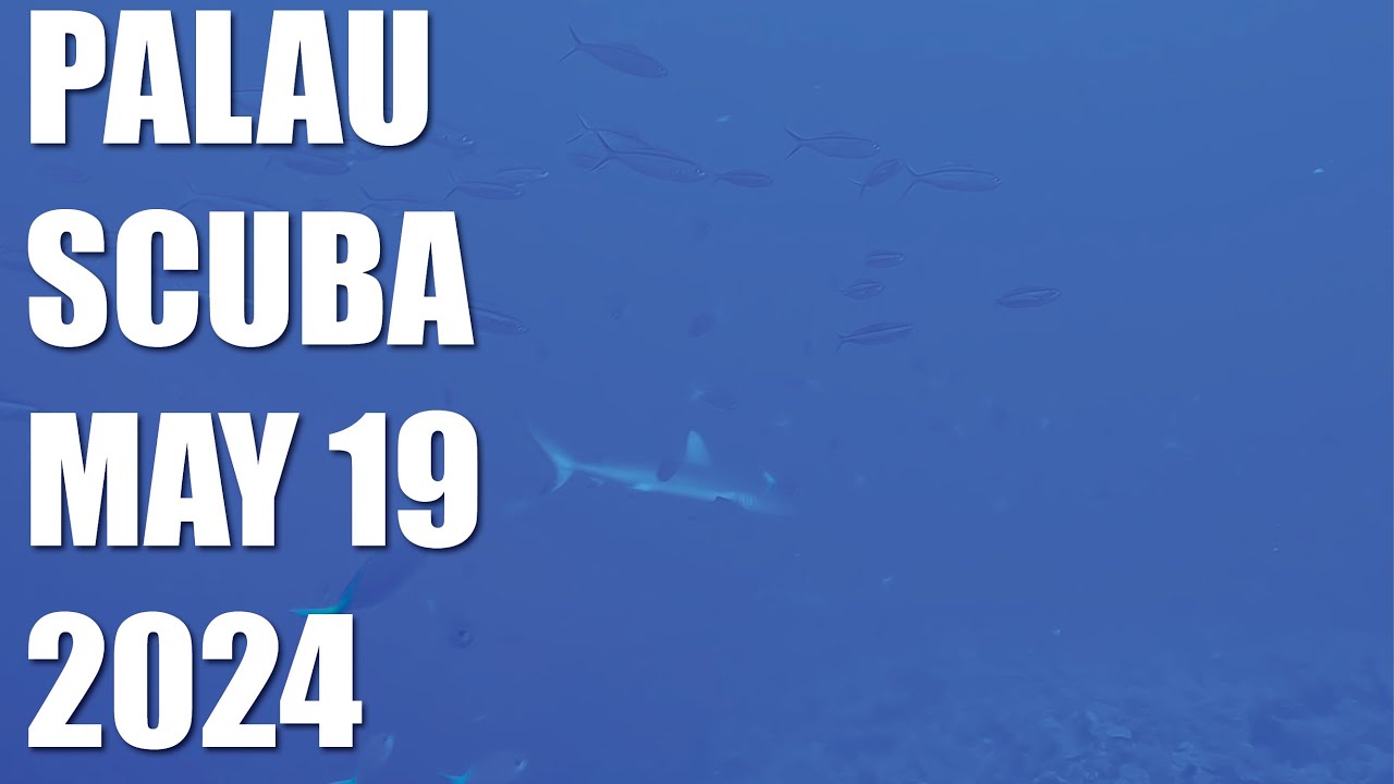 Diving into Palau’s Underwater Wonders | Day 1 Highlights