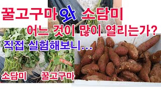 꿀고구마와 소담미 어느 것이 많이 열리는가? 직접 실험재배해보니...(고구마 재배, 고구마 심기, 고구마 품…