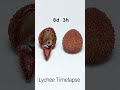 Lychee Time Lapse Video