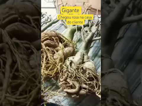 Já chegaram as rosas que cliente comprou #rosadodeserto #plantas