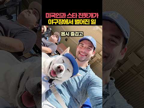 미국인과 스타 진돗개가 야구장에서 벌어진 일 (국내 도입 시급)
