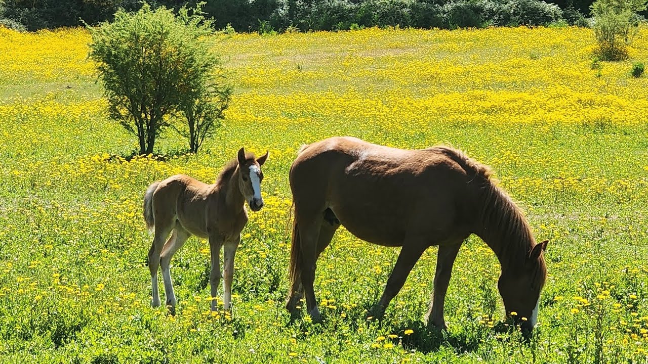 Daniel Morales Caceres-8