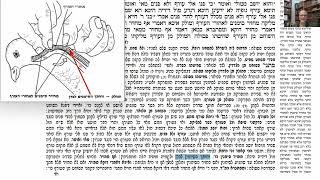 דף יומי מסכת חולין דף כ Daf yomi Masechet Chulin page 20  ע"י יוני גוטמן (שיעורי הדף היומי ב-20 דקות – מועבר ע"י ר' יוני גוטמן – לעילוי נשמת אביו ר' אלימלך צבי (צביקה) גוטמן ז"ל) - התמונה מוצגת ישירות מתוך אתר האינטרנט יוטיוב. זכויות היוצרים בתמונה שייכות ליוצרה. קישור קרדיט למקור התוכן נמצא בתוך דף הסרטון