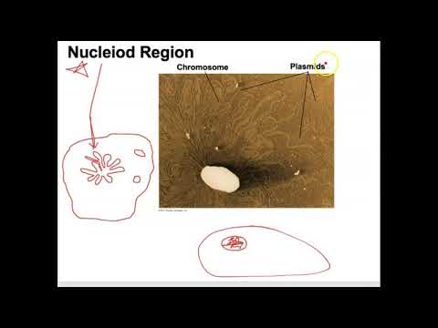 Bio 112 Prokaryotes Part 1