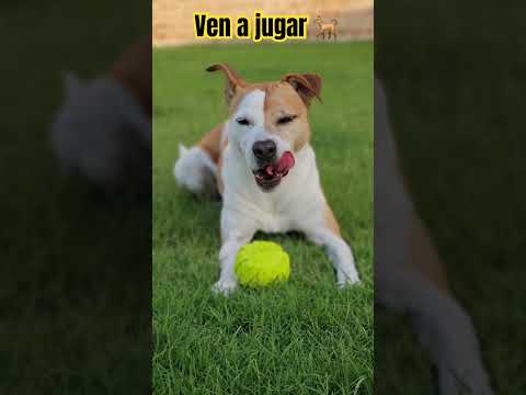 #come play🐕 come with me I'm waiting for you here 🐕 I want to play come