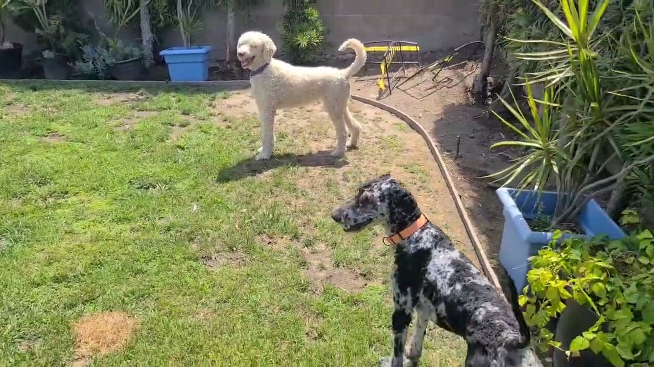OZ, a ADOPTABLE Aussiedoodle in Sunset Beach , CA video 4/6