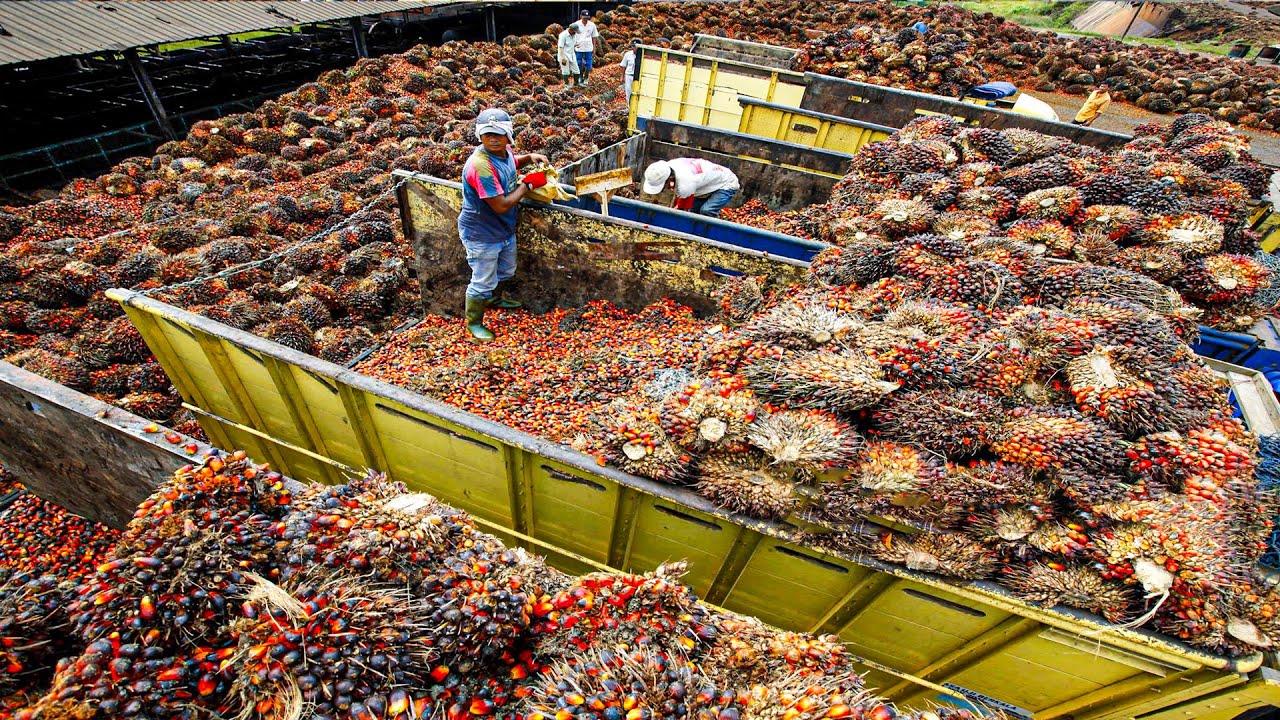 Palm Oil Making Process | Modern Oil Palm Harvesting Process | How Palm Oil Is Made In Factory