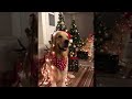 Holiday Dog Covered in Lights || ViralHog