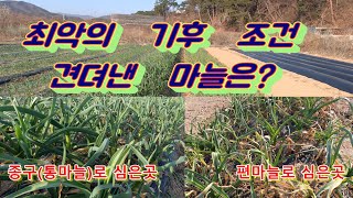 올해 최악의 날씨에 최상의 생육을 보이는 마늘이 있다?
