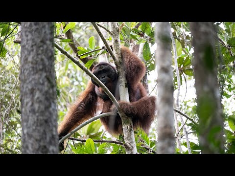Improving community fire management and peatland restoration in Indonesia