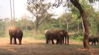 preview picture of video 'Elephant´s World in Kanchanaburi'