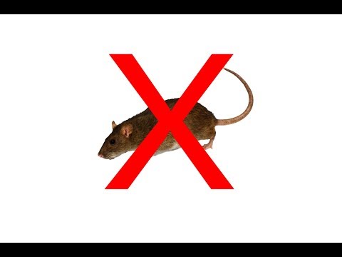 laboratóriumi egerek helmintjai