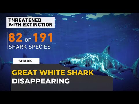 Where Have the Sharks Gone? South Africa's Great White Crisis