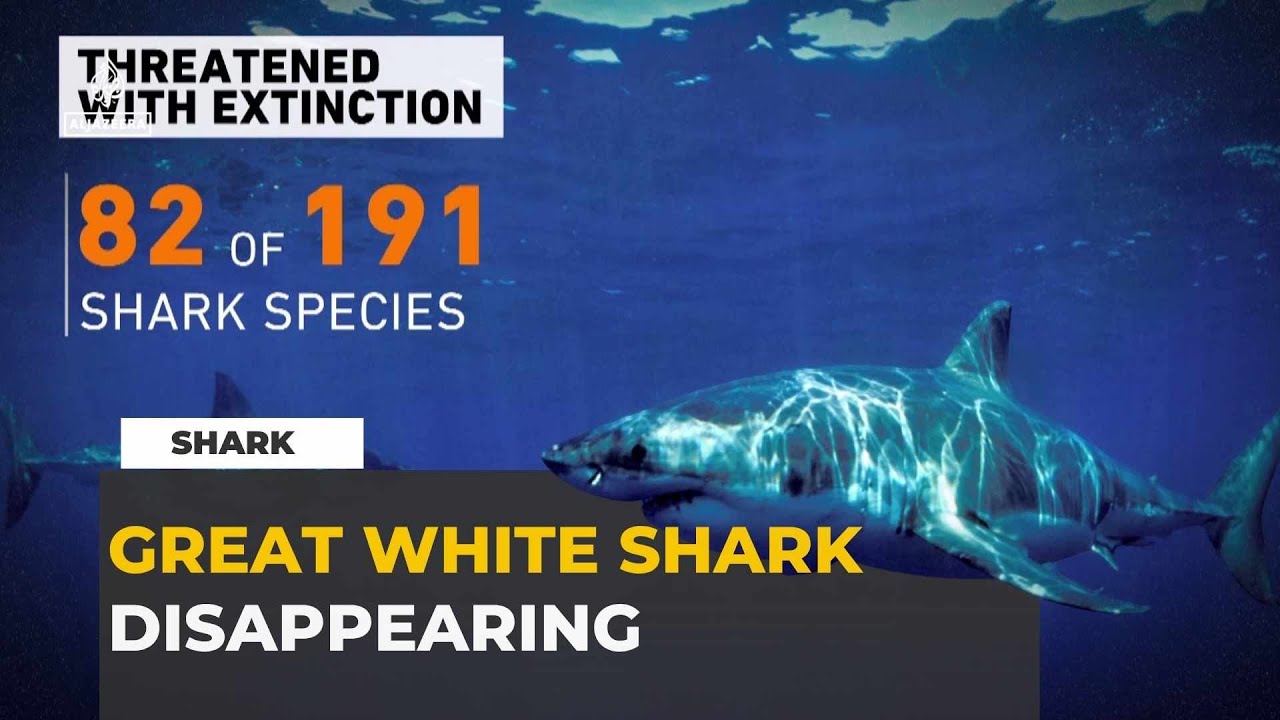 Where Have the Sharks Gone? South Africa's Great White Crisis