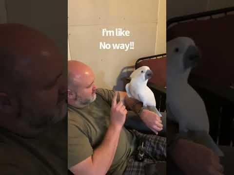 Buster the cockatoo rant/story time with Dad (subtitles)