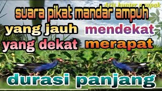 Download lagu Suara burung mandar Sawah Mp3 Cocok Buat mikat #Burung_mandar mp3