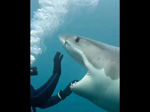 Ataque de tiburón en las profundidades a buzo 😱🦈  #tiburones #shorts #ataquedetiburon