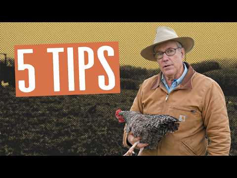 Raise Laying Hens on Pasture like the Lunatic Farmer