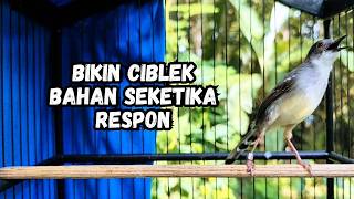 Download lagu ciblek gacor ini AMPUH buat Pancingan ciblek semi dan ciblek kristal bahan, Masteran Ciblek ngebren mp3
