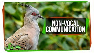 These Pigeons Have Built-In Warning Alarms