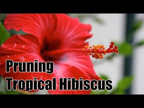 How to Prune and Maintain Tropical Hibiscus