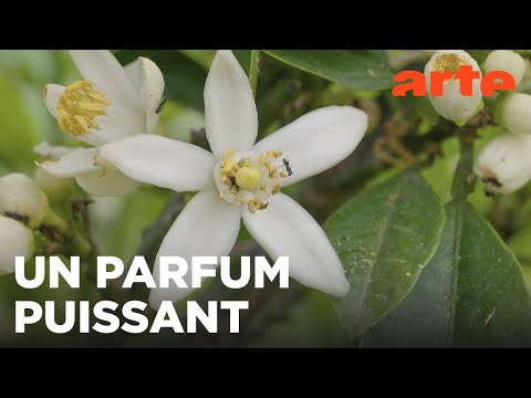 Les bigarades parfumées de France | Un monde d'agrumes | ARTE Évasion