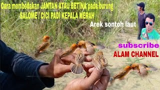 Download lagu How to distinguish male or female Salome birds or red-headed rice birds. Salome birds. Rice birds mp3 Download lagu How to distinguish male or female Salome birds or red-headed rice birds. Salome birds. Rice birds mp3