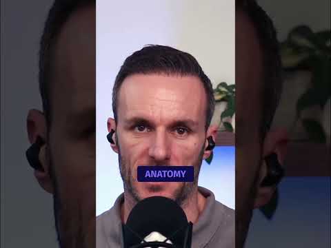 Anatomie & Behandlungswissen Videos – Interaktives Nachschlagewerk für Physio, Massage, Therapie 6 Fascia Explained: What Clinicians Often Get Wrong