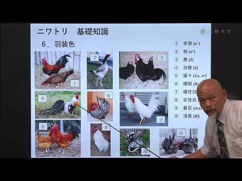 , title : '【生物生産学部】日本鶏への誘いー日本鶏の価値と利用法ー'