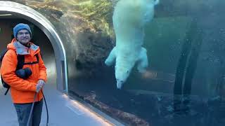 Tommy and Tyrone his Autism Assistance Dog Guide visit polar bears