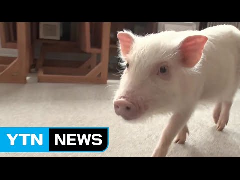 , title : '日 똑똑하고 귀여운 '마이크로 돼지'가 뜬다 ! / YTN'