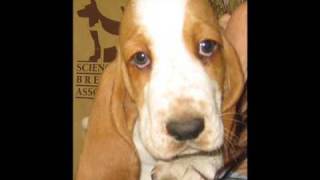 Do Your Ears Hang Low?