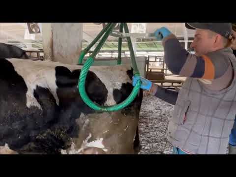 USA & China  Amazing Modern Automatic Cow Farming Technology - Fastest Feeding American Agriculture