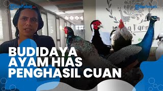 Budidaya Ayam Hias Penghasil Cuan, Berawal dari Coba-coba hingga Untung Jutaan Rupiah