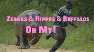 When animals attack - part 1