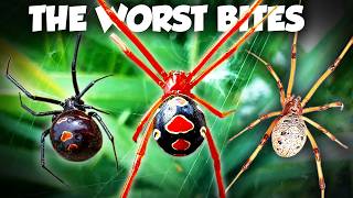EVERY Widow Spider in the US (are they in YOUR backyard)