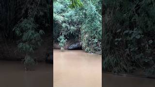 Download lagu snake island in thailand #snakestone #bigsnake #shorts mp3