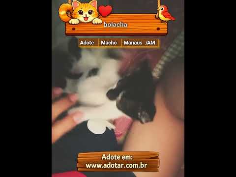 Vídeo de bolacha