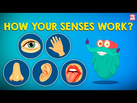How Your Senses Work? | The Five Senses | The Dr Binocs Show | Peekaboo Kidz