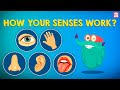 How Your Senses Work The Five Senses The Dr Binocs Show Peekaboo Kidz