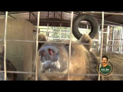 GW Zoo Animal Spotlight - Bears